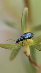 Lebia