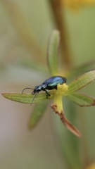 Lebia