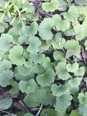 Hydrocotyle laxiflora