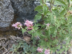 Ageratina occidentalis
