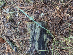 Calochortus macrocarpus