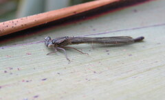 Xanthocnemis zealandica