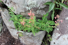 Stachys coccinea