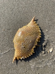 Arenaeus cribrarius