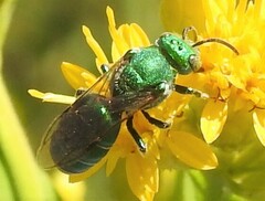 Augochloropsis