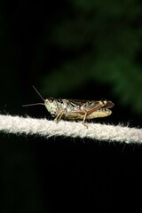 Melanoplus sanguinipes