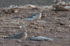 Calidris subruficollis