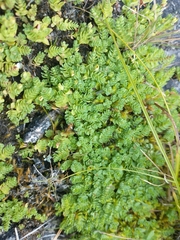 Hypericum anagalloides