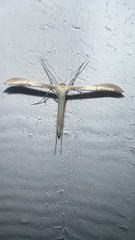 Emmelina monodactyla