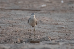 Calidris subruficollis