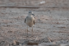 Calidris subruficollis