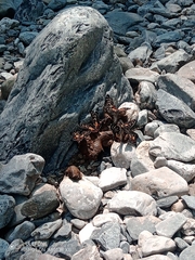 Chlosyne melitaeoides