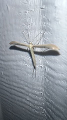 Emmelina monodactyla