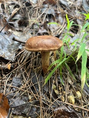 Gyroporus castaneus