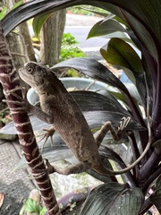 Diploderma swinhonis