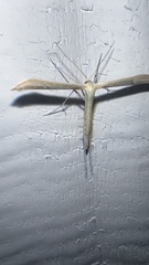 Emmelina monodactyla