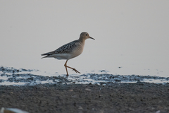 Calidris subruficollis