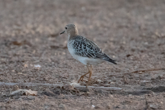 Calidris subruficollis