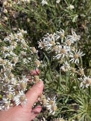Solidago ptarmicoides