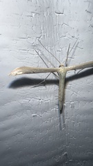 Emmelina monodactyla