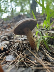 Gyroporus castaneus