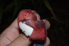 Russula uncialis