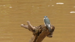 Tachycineta albilinea