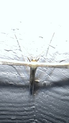 Emmelina monodactyla