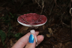 Russula uncialis