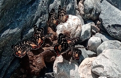 Chlosyne melitaeoides