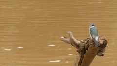 Tachycineta albilinea