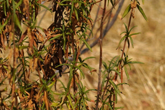 Diplacus aurantiacus