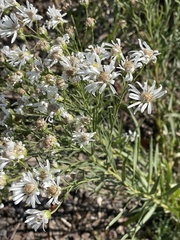 Solidago ptarmicoides