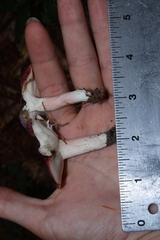 Russula uncialis