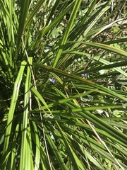 Dianella brevicaulis