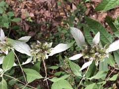 Pycnanthemum incanum