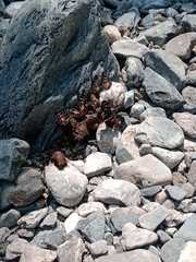 Chlosyne melitaeoides