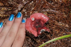 Russula uncialis