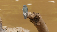 Tachycineta albilinea