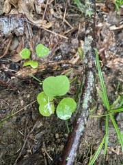 Desmodium