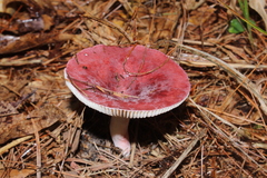 Russula uncialis