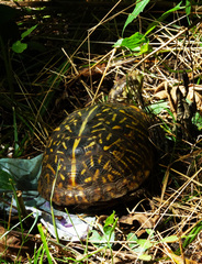Terrapene ornata