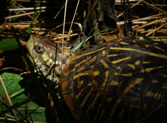 Terrapene ornata