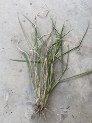 Panicum dichotomiflorum