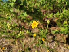 Heterotheca subaxillaris