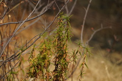 Diplacus aurantiacus