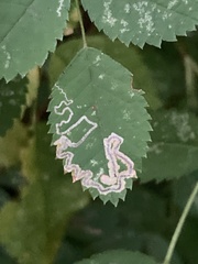 Stigmella anomalella