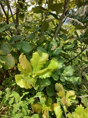 Quercus rugosa