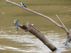 Tachycineta albilinea