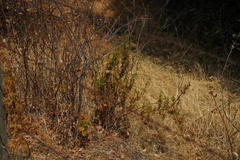 Diplacus aurantiacus